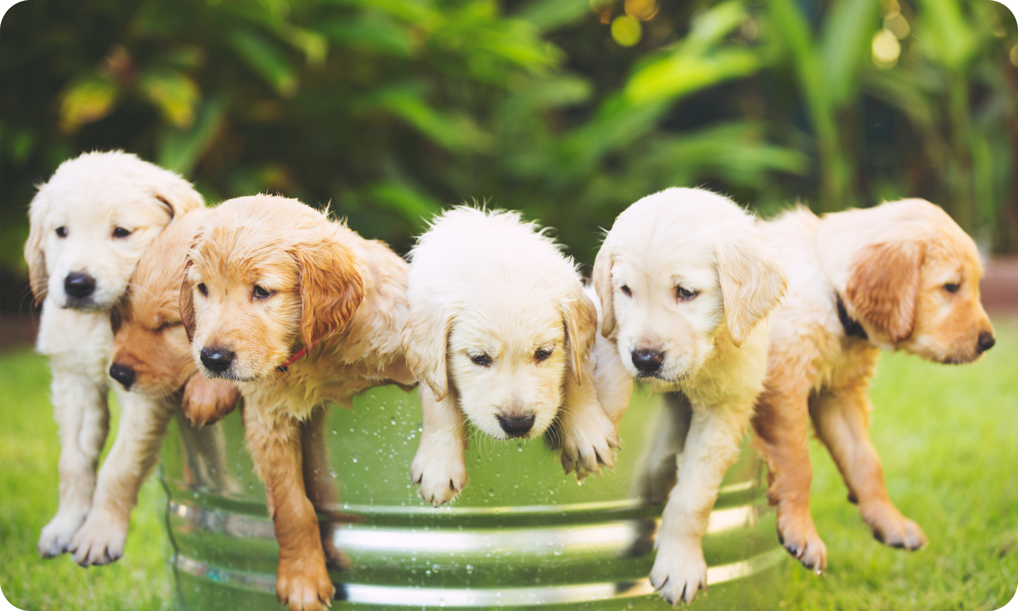Diets for Puppies – Rayne Nutrition
