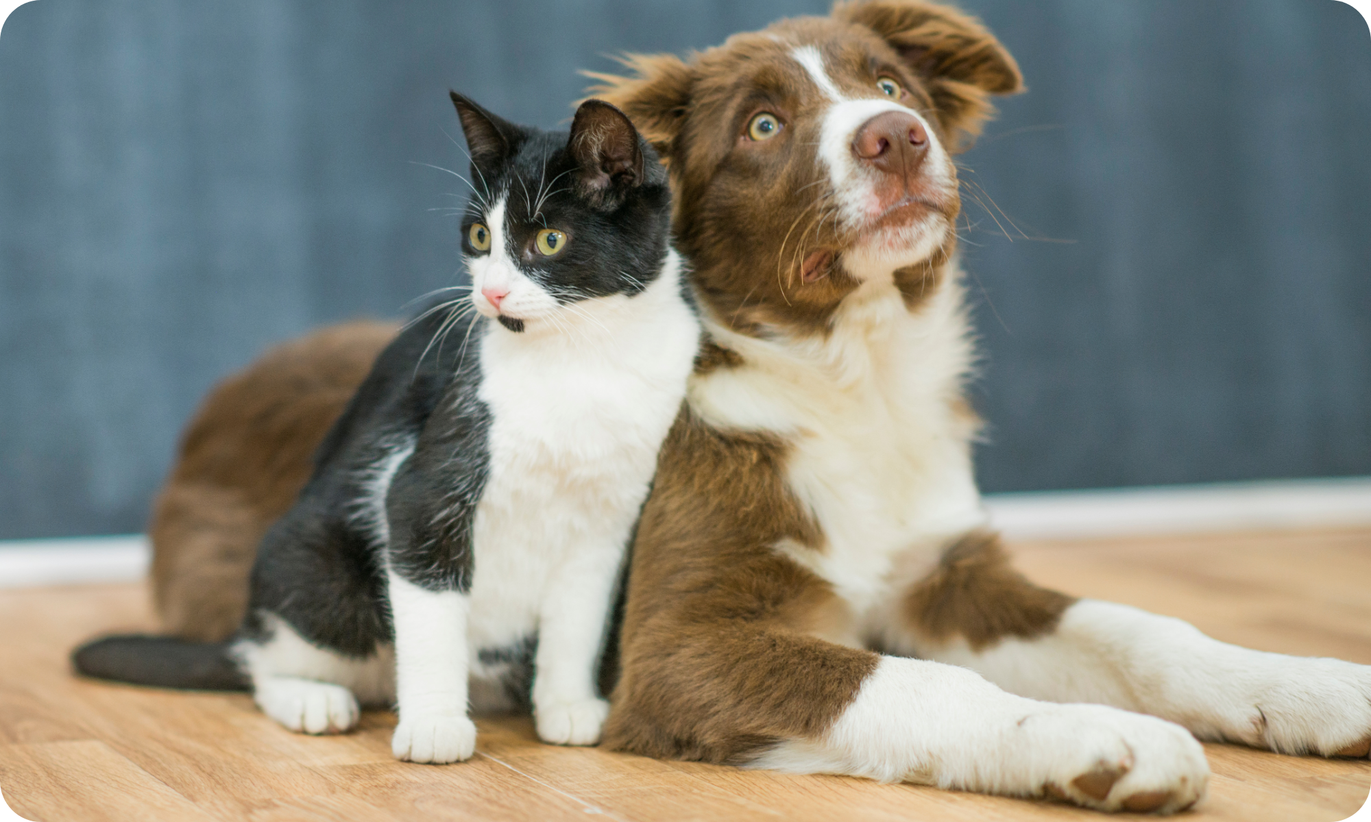 Dry Diets for Dogs – Rayne Nutrition