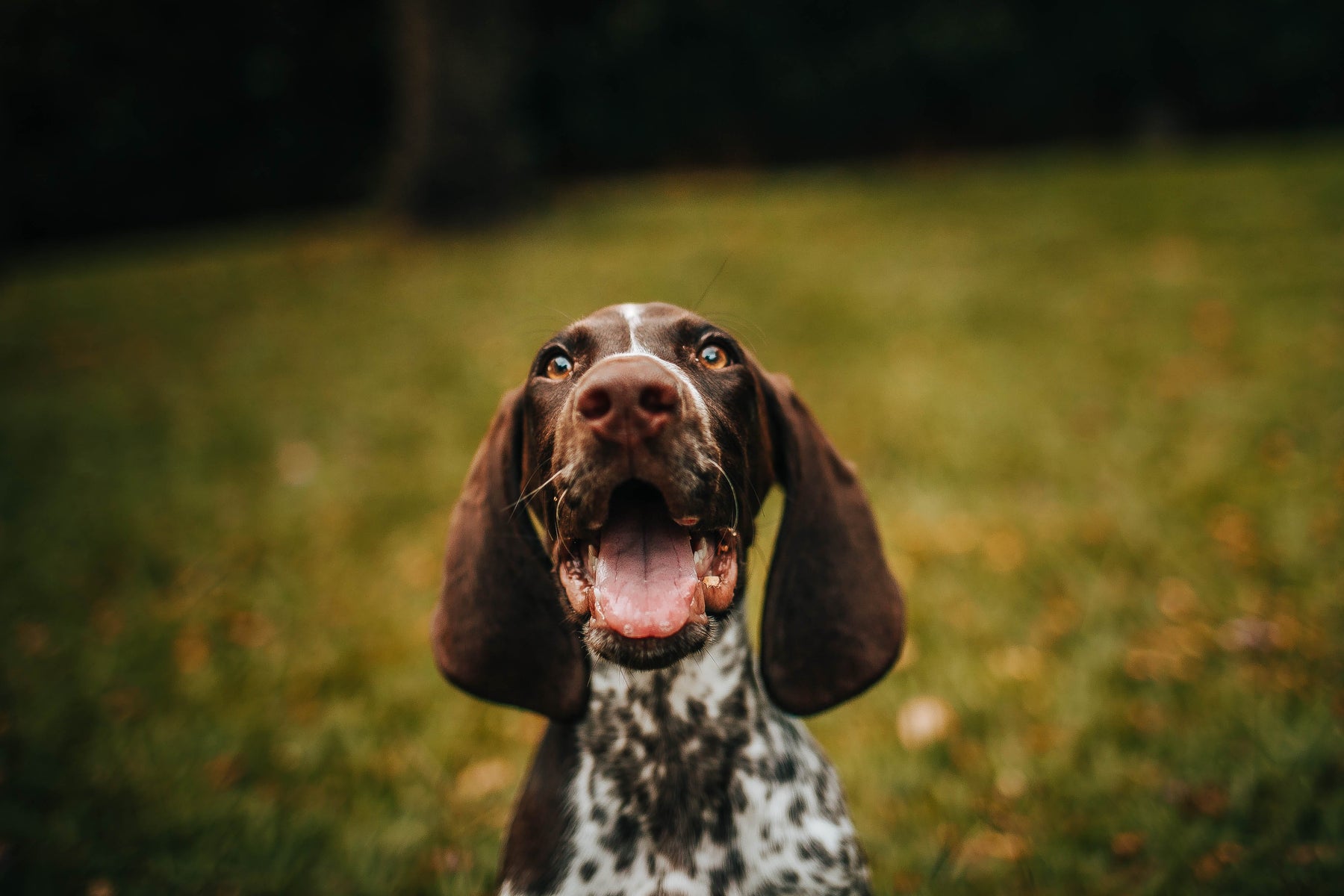 Dental Chews