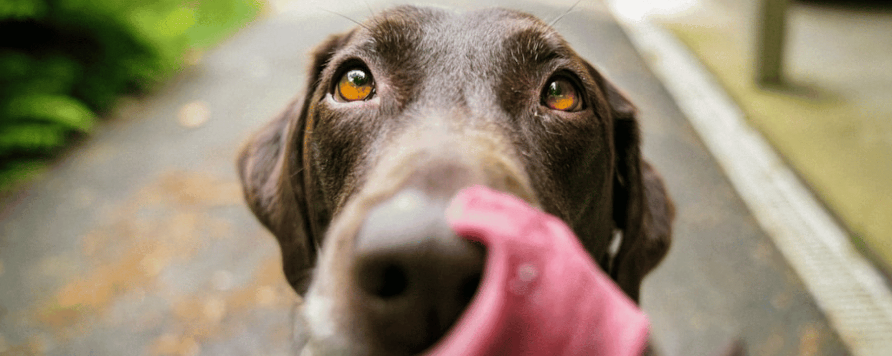 Rayne Nutrition Novel Protein Diets for Dogs & Cats