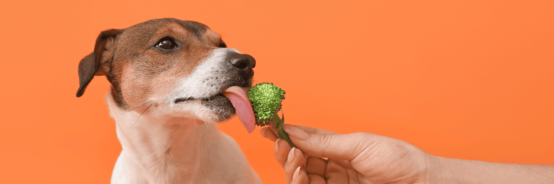 Our Obsession with Ingredients - Rayne Clinical Nutrition