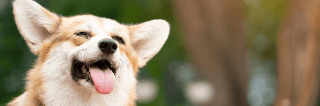 Exploring Nutritional Options for Dog Allergies: How Novel Protein Diets Can Help