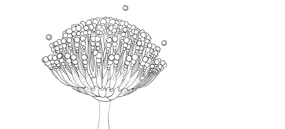 Drawing of an aflatoxin spore.