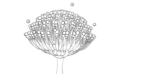 Drawing of an aflatoxin spore.