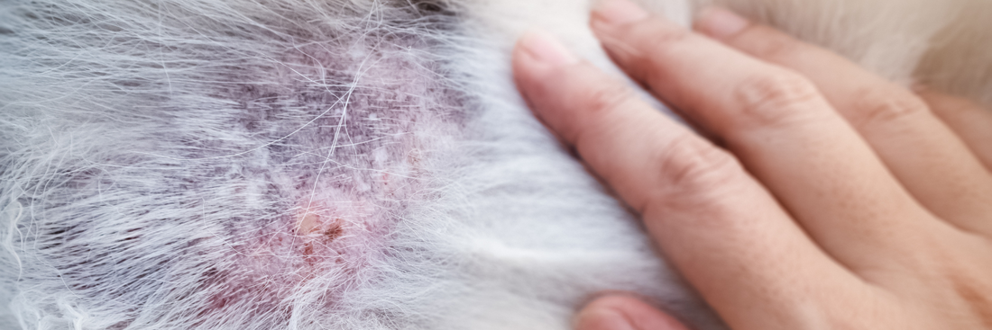 Atopic Dermatitis and Itch Relief for Dogs: Understanding the Role of Food and Examining Skin Relief Dry Dog Food