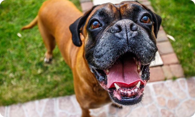 Grain Free Diets for Dogs