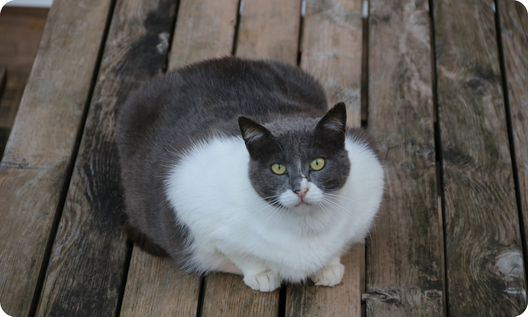 Diabetes Support Diets for Cats