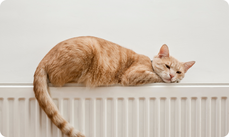 Kidney Support Diets for Cats