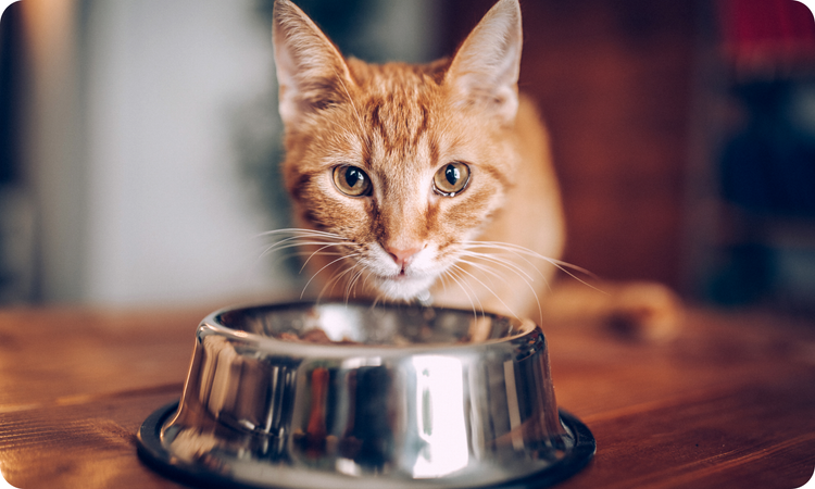 Wet Diets for Cats