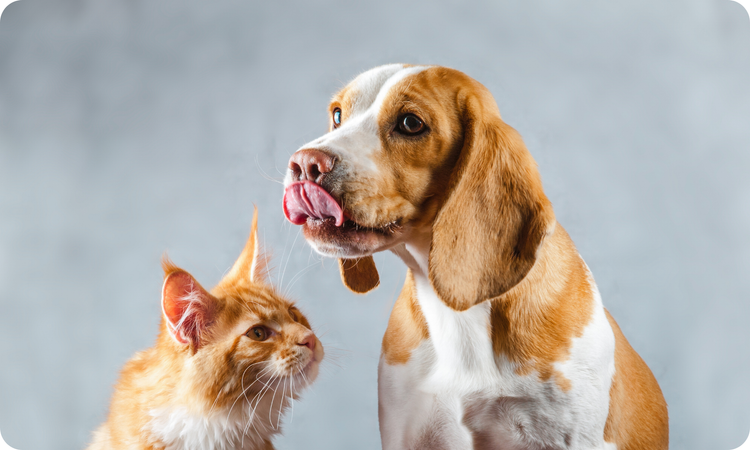 Elimination Diets for Dogs & Cats