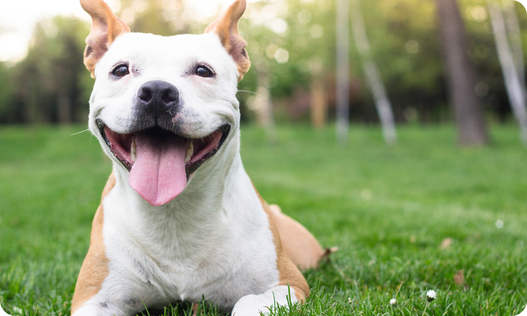 Weight Management Diets