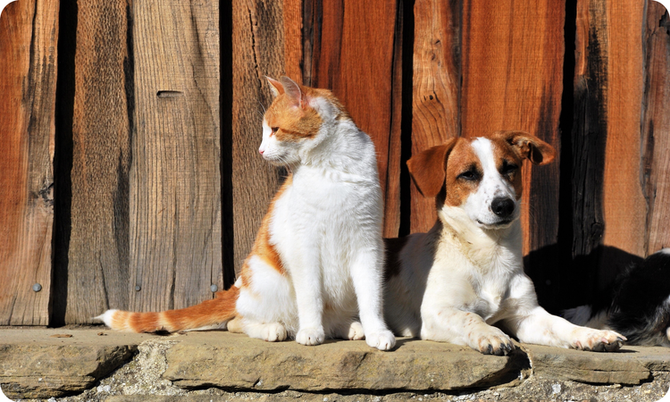 General Wellness Diets