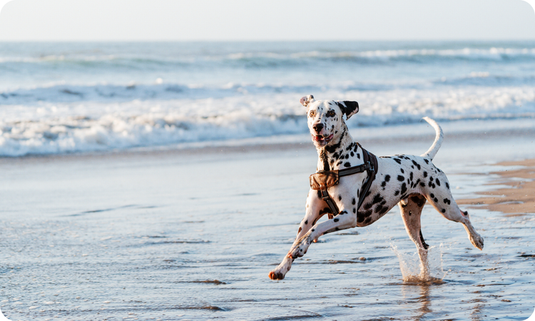 Adult & Senior Diets for Dogs