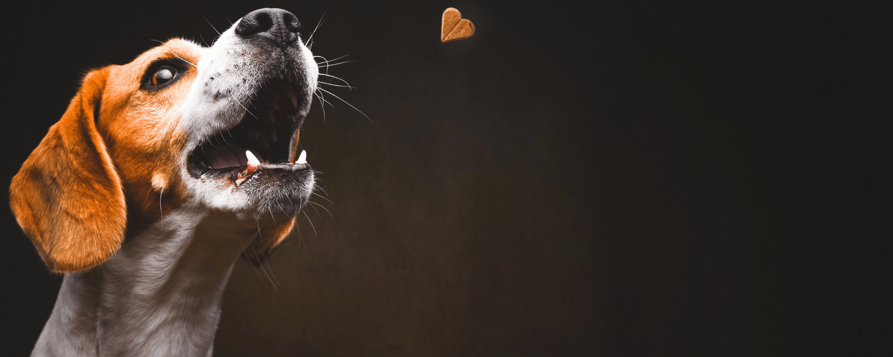 Biscuits and Sweet Potato Treats