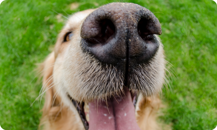 Plant Based Treats for Dogs