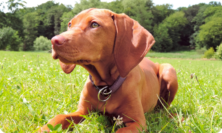 Low Fat Kangaroo-MAINT Collection