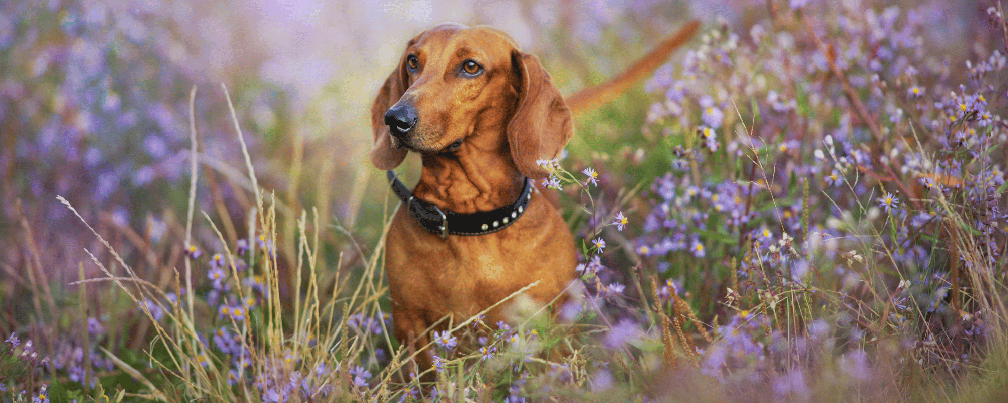 Low Fat Kangaroo-MAINT For Dogs
