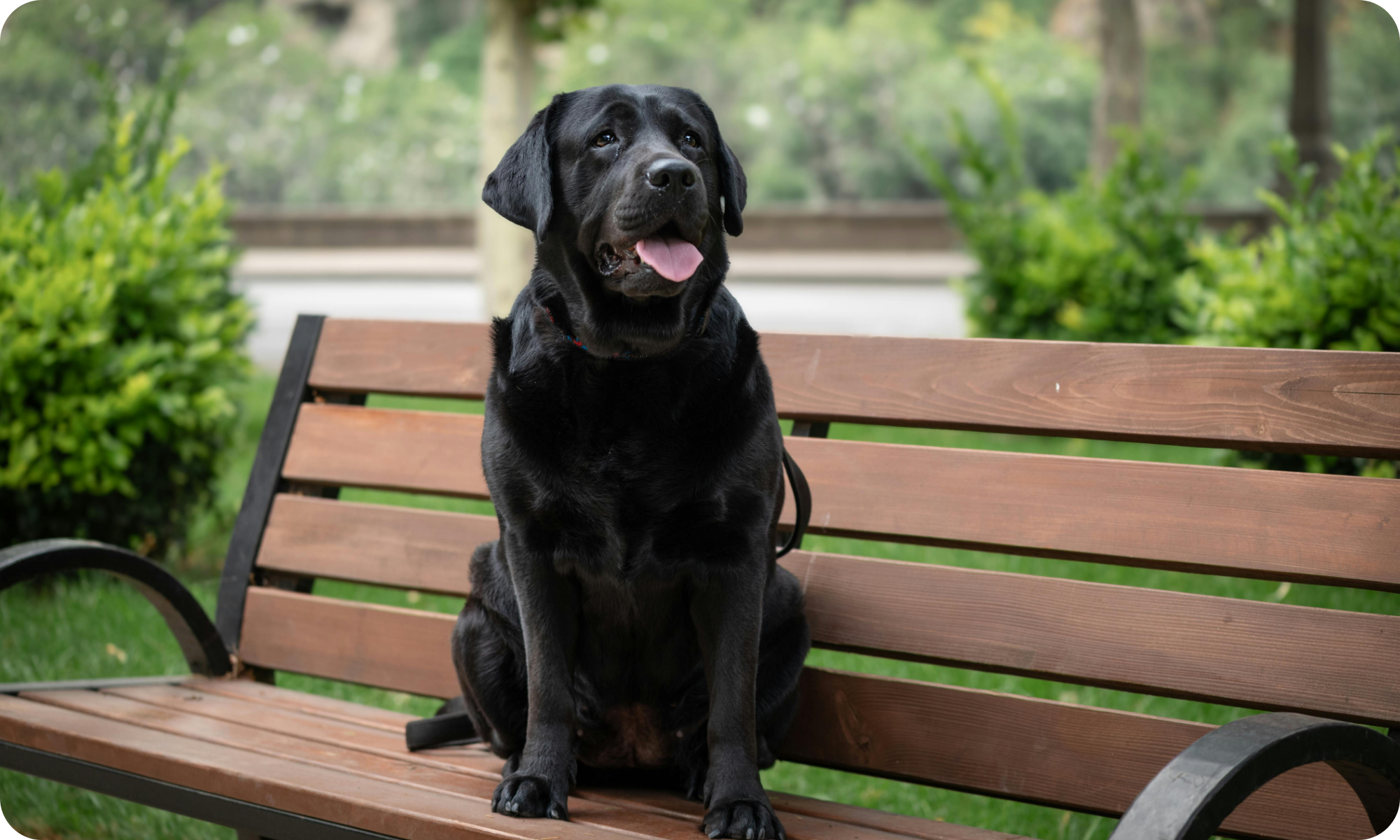 Bug-Based EcoDerm-BSFL Dog Food | Skin & Coat Health | Rayne Nutrition ...