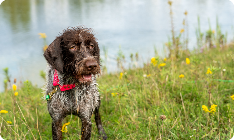 Freeze Dried Treats for Dogs & Cats