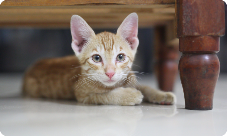 Growth/Sensitive-GI For Cats