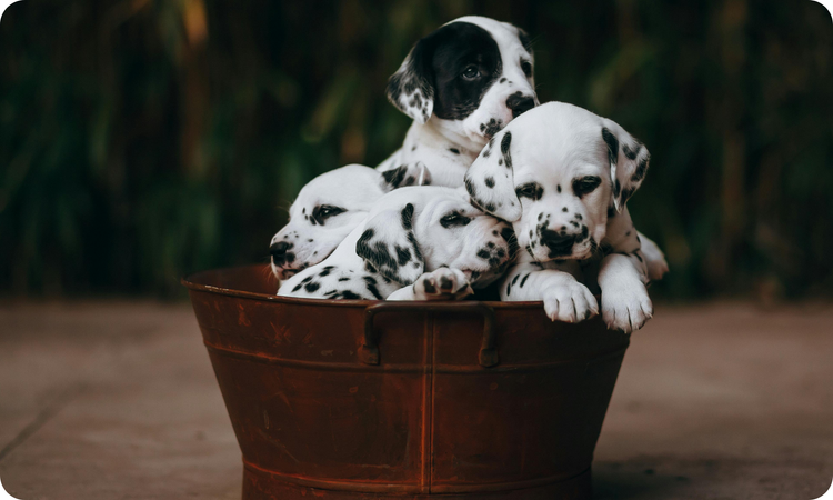 Turkey Diets for Dogs