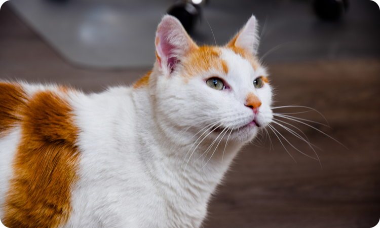 Kangaroo-MAINT For Cats