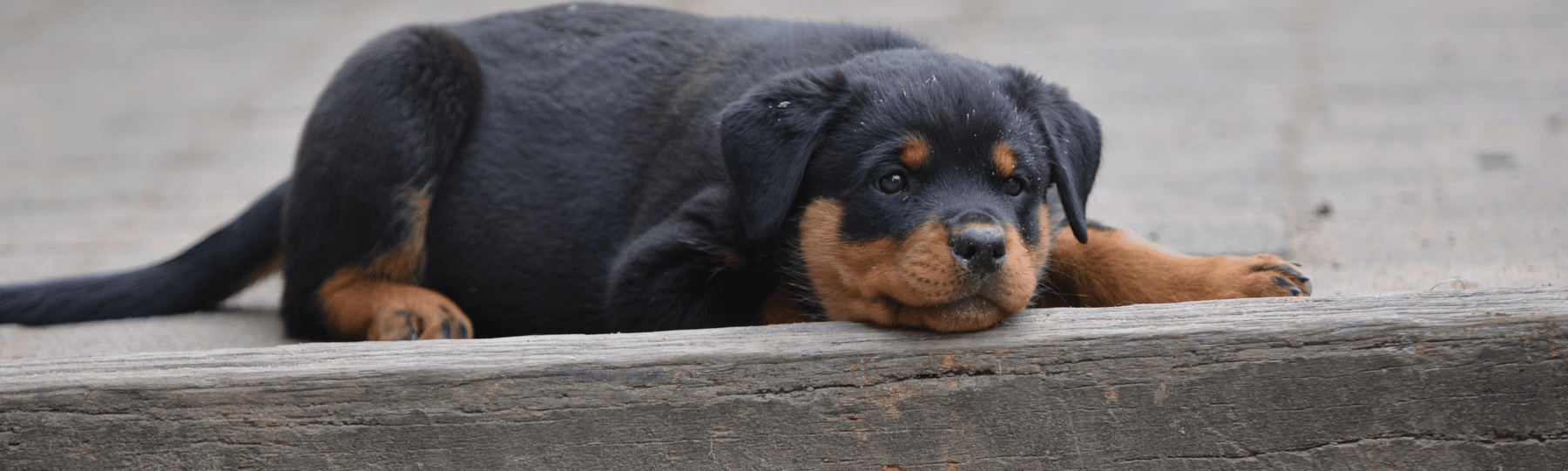 Meatballs For Dogs