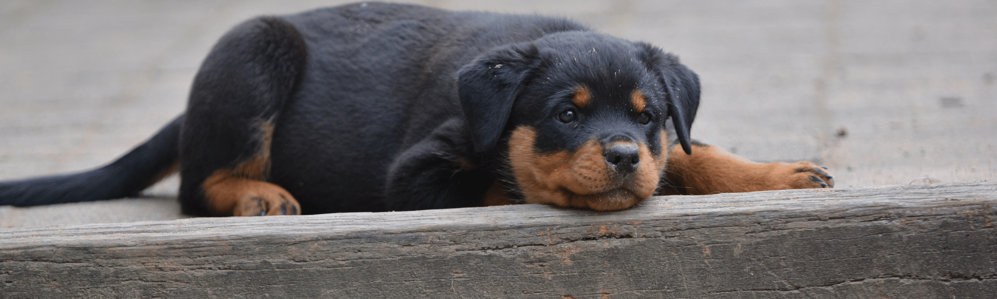 Meatballs For Dogs