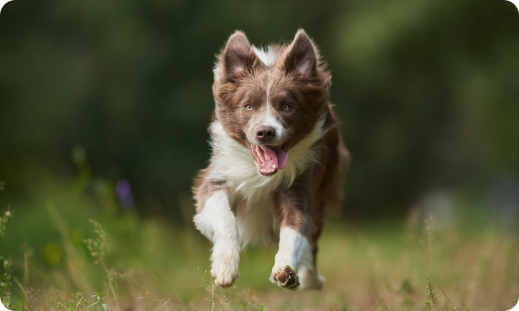 Plant-Based Diets For Dogs