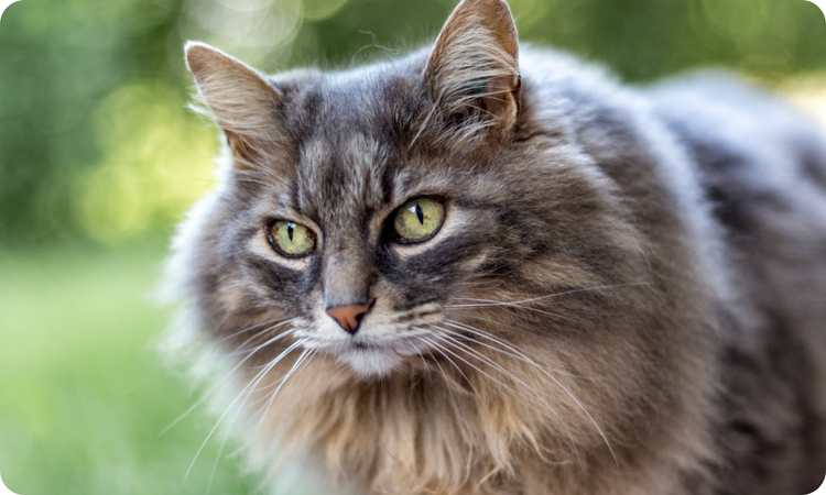 Rabbit-MAINT For Cats