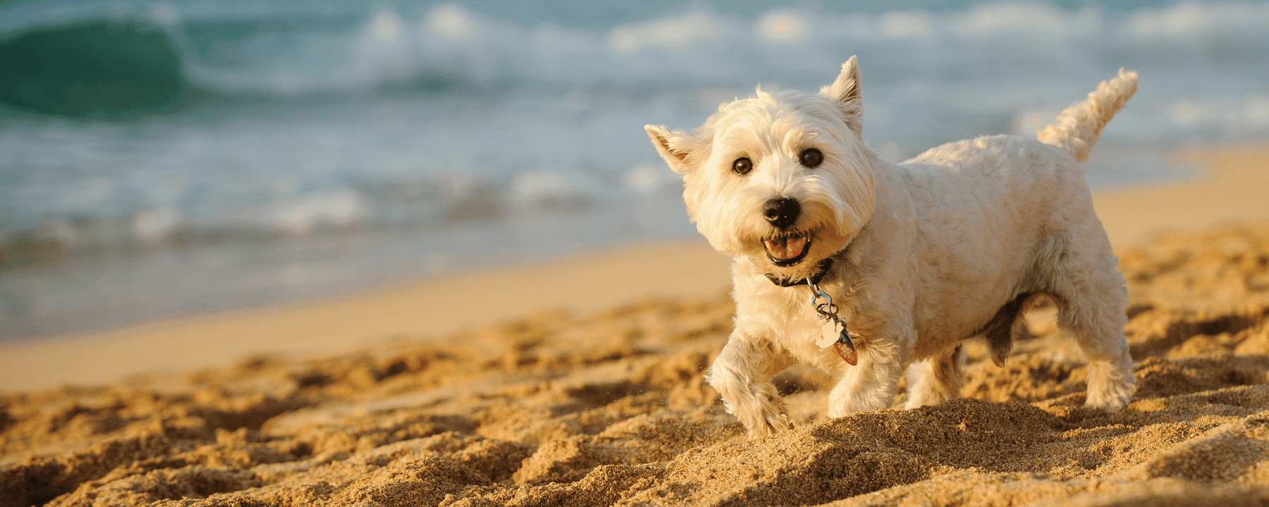 Westie Beach Cover Up Westie Beach Cover Up