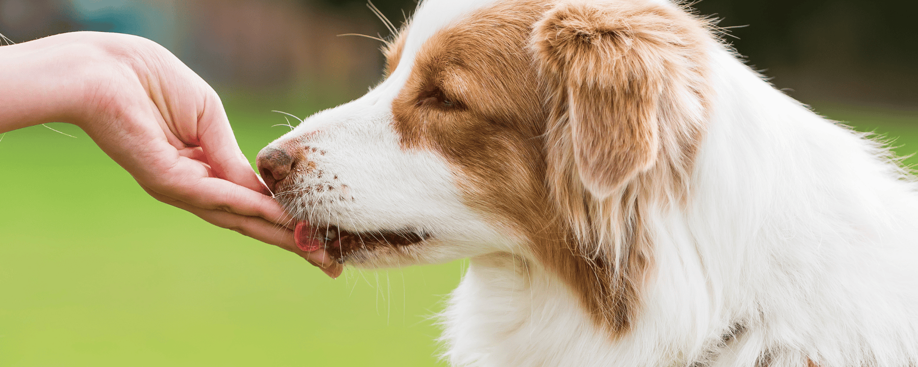 Training Treats For Dogs