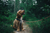 Training Treats For Dogs