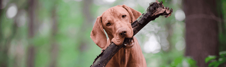 WellStride Wellness Diets For Dogs