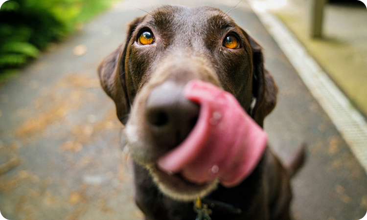 Food Allergy Diets for Dogs