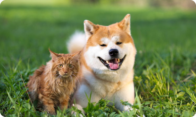 Urinary Health Diets