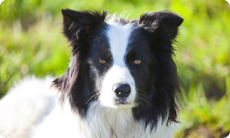 Low Phosphorus Diets for Dogs