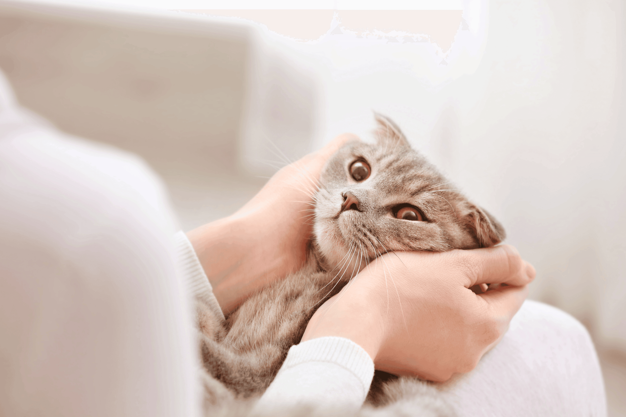 Cat Treats
