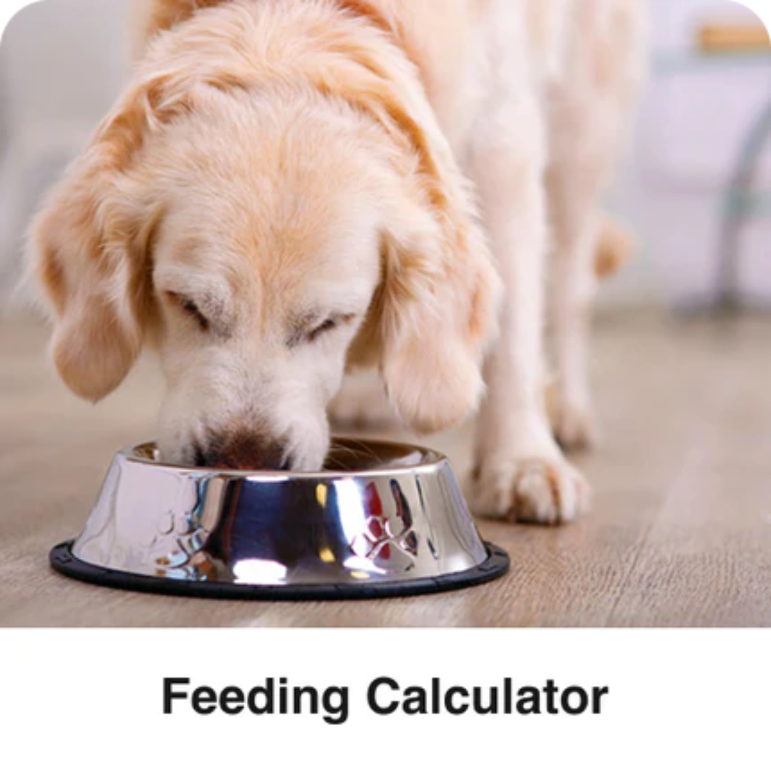 dog eating from bowl, text says feeding calculator