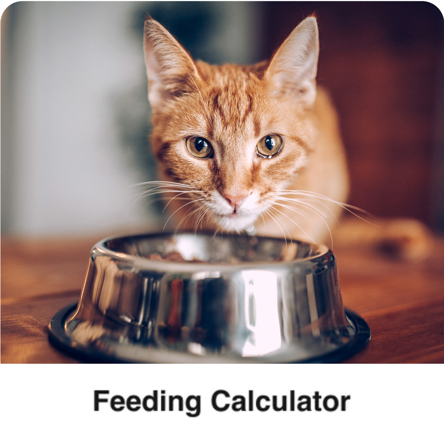 cat eating, text says feeding calculator