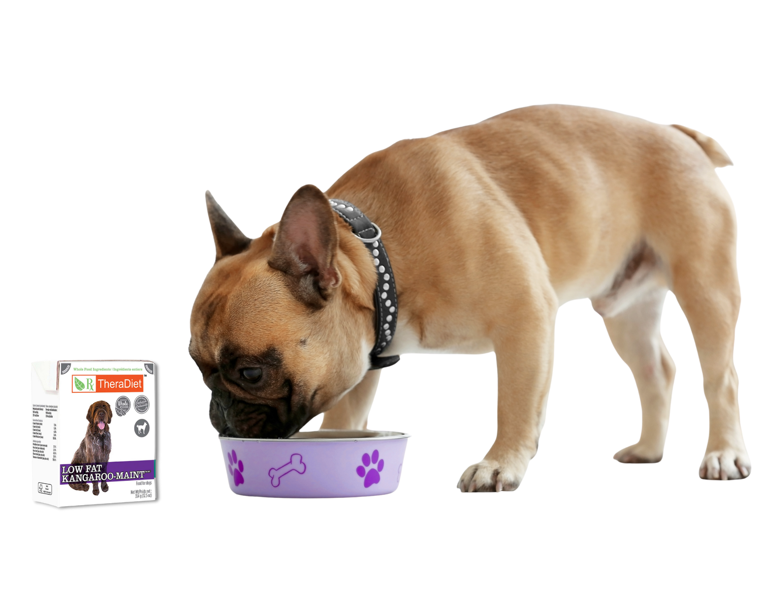 dog eating thera diet low fat kangaroo maint from a bowl