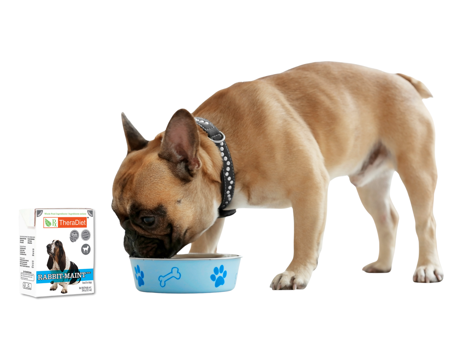 dog eating theradiet rabbit maint from a bowl