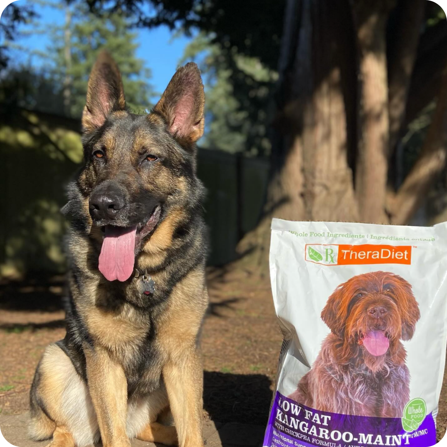 customer photo of german shepherd dog next to kangaroo maint dry food