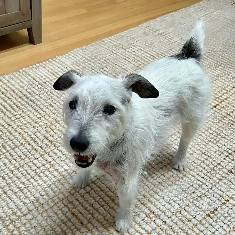 Mojave desert in the dark