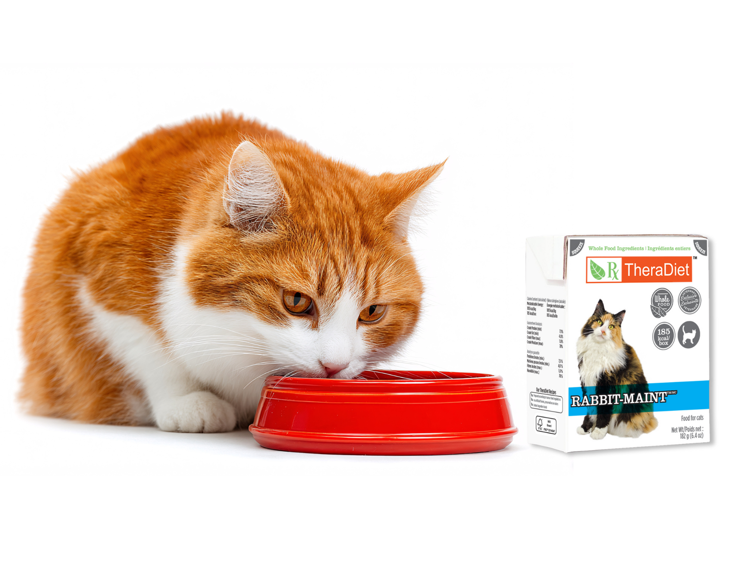 cat eating thera diet rabbit maint from a bowl