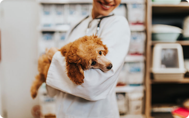 Our Prescription Diets