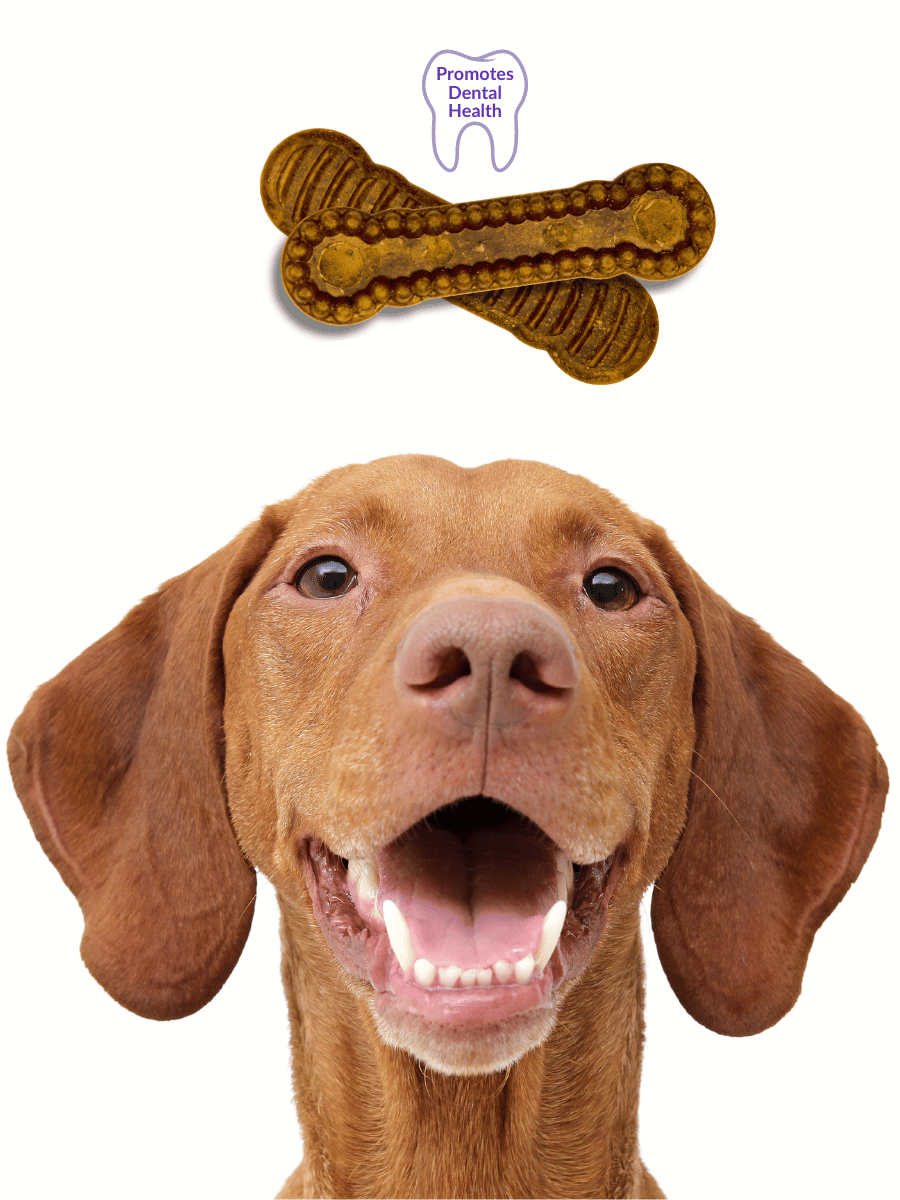 Rayne kangaroo dog 2024 food