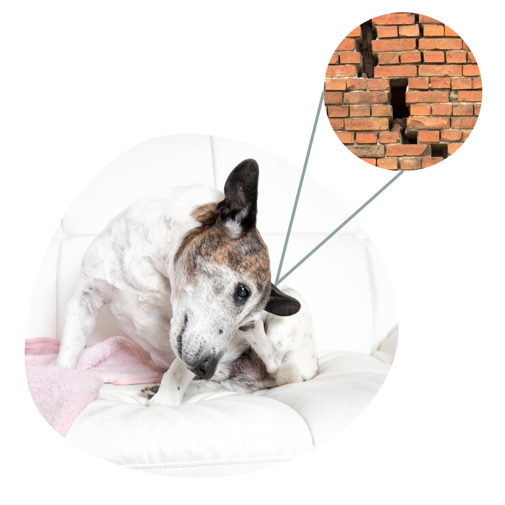 a dog itching their ear with a back foot, and an image of a broken brick wall