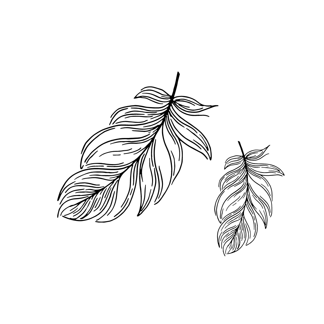 line drawing of feathers