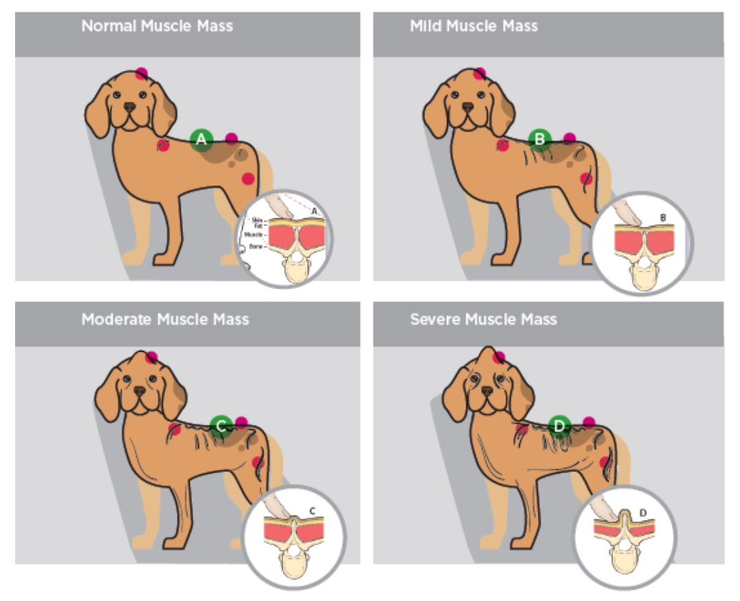 Four cartoon drawings of a dog, each depicting different muscle mass scores, Normal Muscle Mass, Mild Muscle Mass, Moderate Muscle Mass, and Severe Muscle Mass.